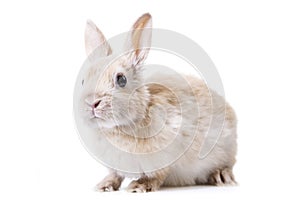 Little bunny in front of white isolated background