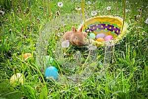 Little bunny on green meadow with colorful easter eggs