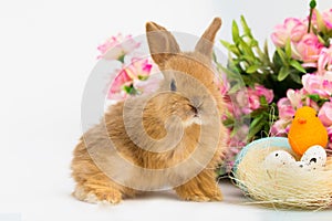 Little Bunny rabbit With Decorated Eggs
