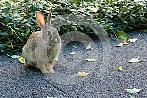 A little bunny rabbit sitting poised, ears perked, at the ready