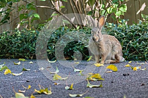 A little bunny rabbit sitting poised, ready to run.