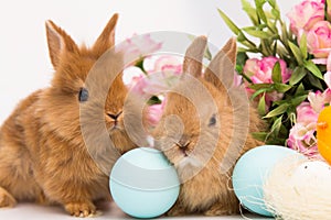 Little Bunny rabbits With Decorated Eggs