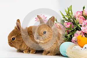 Little Bunny rabbits With Decorated Eggs