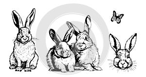 Little bunny set hand drawn sketch Farm animals Vector illustration