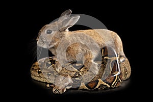 Little bunny sitting on a snake on a black isolated background