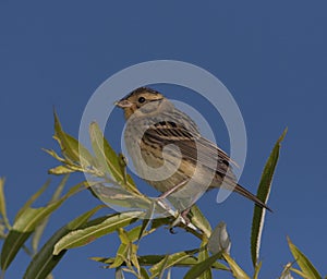 Little Bunting