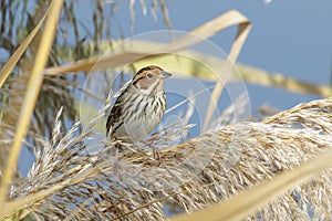 Little Bunting bird