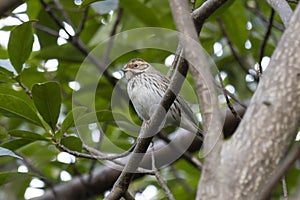 A little Bunting stands on the branch of a green tree