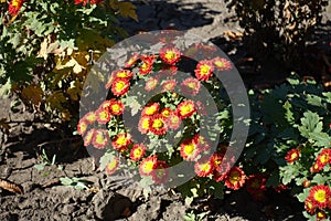 Little bush of Chrysanthemum with red and yellow flowerheads