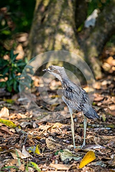 Little Bush Stone-Curlew (Burhinus grallarius) standing in Wood, Malanda, Queensland, Australia