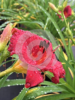 Little business daylily