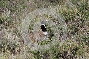 Little bustard