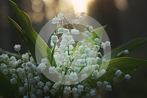 A little butterfly collects nectar from white lily of the valley flowers in a bouquet in the morning