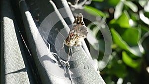 Little butterfly enjoying a little sunshine