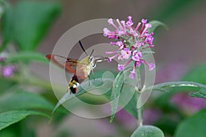 Wenig schmetterling ressourcen auf der blume jahre 