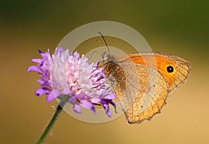 Little butterfly Maniola jurtina photo