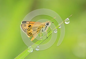 Little butterfly and water droplets green
