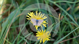 Little butterfly on yellow plant