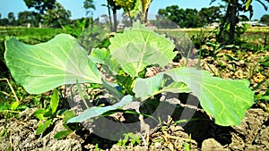 Little Cabbage, so beautiful