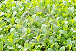 The little cabbage seedlings