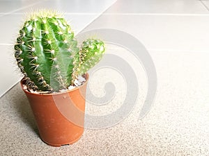 Little cactus for home and office gardening with left space, blur background