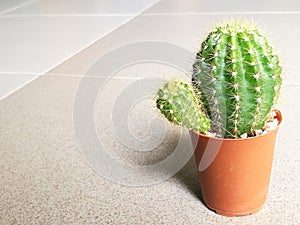 Little cactus for home and office gardening with right space, blur background