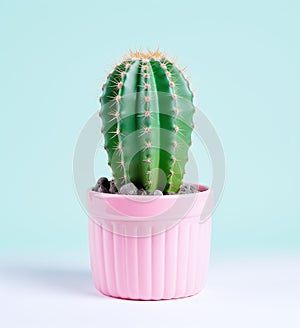 A little cactus in a pink pot on a pastel background