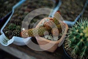 Little cactus planst in nature