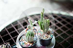 The little cactus plant in flowerpot