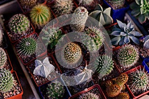 Little cactus planted in small pots in the garden