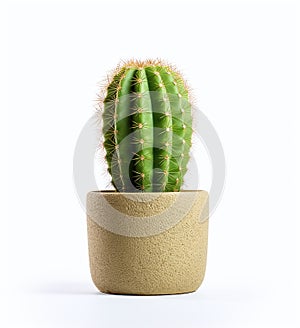 A little cactus in a pot on a white background