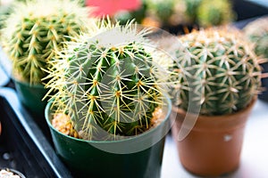 little cactus in small pots are growing in farm
