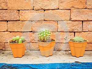 A little cactus in three pots