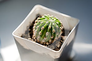 Little cactus on wahite pot, plant for decoration