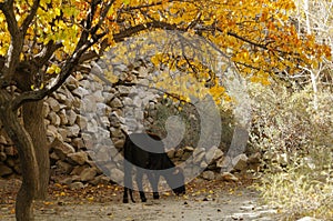 Little calf in autumn,Hussaini,Northern Pakistan