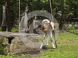 Little calf or baby cow scratching head on a wooden stick. Natural scene of village life.