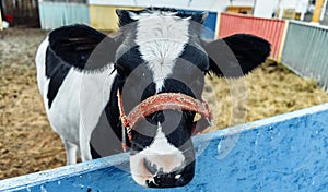 Little calf in corral at ranch farm, cub calf, dairy, farming.