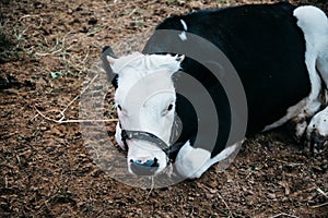 Little calf in corral at ranch farm, cub calf, dairy, farming.