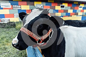 Little calf in corral at ranch farm, cub calf, dairy, farming.