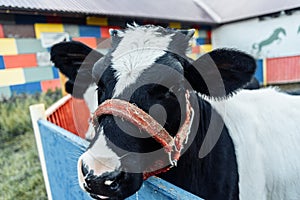 Little calf in corral at ranch farm, cub calf, dairy, farming.