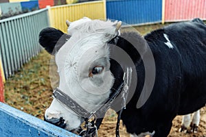 Little calf in corral at ranch farm, cub calf, dairy, farming.