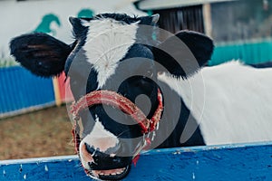 Little calf in corral at ranch farm, cub calf, dairy, farming.