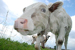 Little calf in the field.