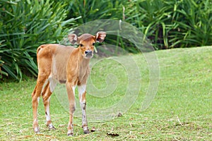 Little calf grazing on the green grass