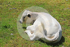 Little calf lying on the grass