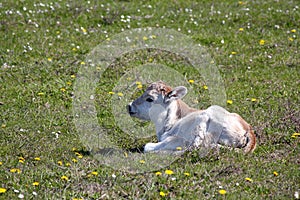 Little calf lying on pasture