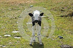 Little calf in the meadow