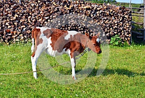 Little calf standing in green pasture