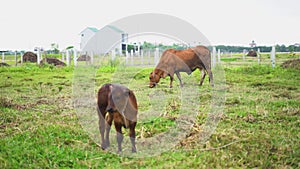 Little calf standing on a meadow with its mother cow grazing peacefully in the background