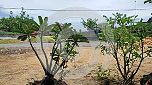 LITTLE CAMBODIA FLOWER